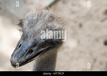 Lo struzzo o comune (struzzo Struthio camelus) è di uno o due specie di grandi flightless uccelli nativi a Africa Foto Stock