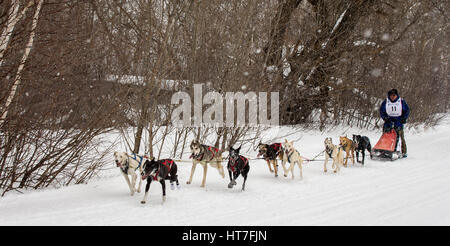 Calumet, MI - Marzo 1, 2015: CopperDog 150 Sled Dog Race. Squadre traversa 150 miglia oltre 3 giorni durante la manifestazione annuale che inizia e finisce nel suo Foto Stock