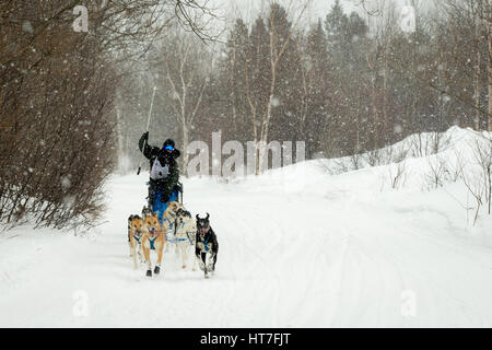 Calumet, MI - Marzo 1, 2015: CopperDog 150 Sled Dog Race. Squadre traversa 150 miglia oltre 3 giorni durante la manifestazione annuale che inizia e finisce nel suo Foto Stock