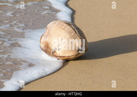 (Cocco Cocus nucifera). Disco woody guscio fibroso contenente uno-seeded drupa o frutta. Esempio di dispersione di seme da acqua di mare e azione di onda. Washe Foto Stock