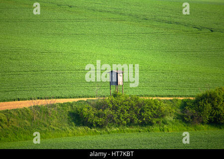 Piattaforma di caccia in prato verde. Una riserva di caccia per la lepre La caccia nel campo verde. Caccia verde dello sfondo. Foto Stock