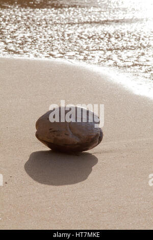 (Cocco Cocus nucifera). Disco woody guscio fibroso contenente uno-seeded drupa o frutta. Esempio di dispersione di seme da acqua di mare e azione di onda. Washe Foto Stock