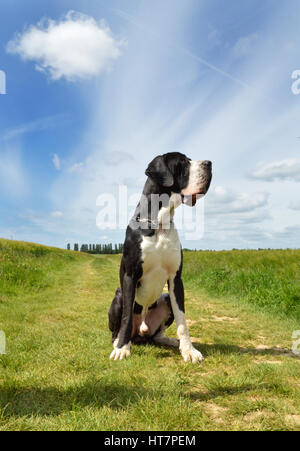 Un grosso Alano seduti nei campi. Foto Stock