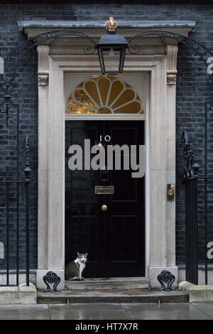 Londra, Regno Unito. 8 Mar, 2017. Larry il gatto si trova al di fuori del numero 10 di Downing Street Credit: Vickie Flores/Alamy Live News Foto Stock