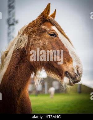 Incantevole, felice cavallo in un campo vicino a Otley, West Yorkshire Foto Stock