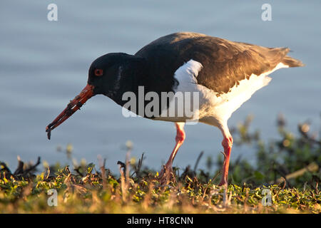 Eurasian Oystercatcher, (Haematopus ostralegus), alimentando vicino al bordo d'acqua, Gloucestershire, Inghilterra, Regno Unito. Foto Stock