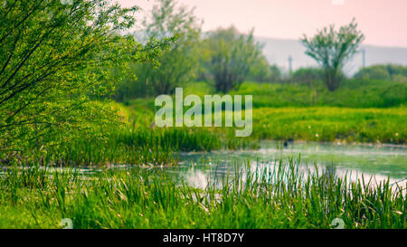 Il fiume ha allagato il prato in primavera Foto Stock