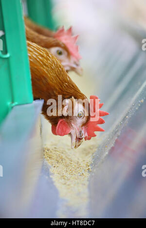 Rosso di polli in azienda Foto Stock