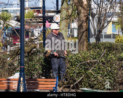 Tree chirurgo a lavorare con sega a nastro Foto Stock