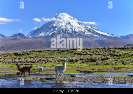 Llama (lama glama) al fiume nella parte anteriore del vulcano sajama, ricoperta di neve, Sajama Parco Nazionale, altiplano, Bolivia Foto Stock