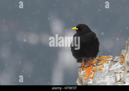 Gracchio alpino (Pyrrhocorax graculus) sulle rocce con nevicata, Tirolo, Austria Foto Stock