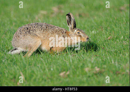 Unione lepre (Lepus europaeus), Isola di Texel, Paesi Bassi Foto Stock