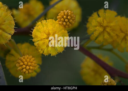 Graticcio fiori bush portogallo (introdotto, nativo per l'Australia) Foto Stock