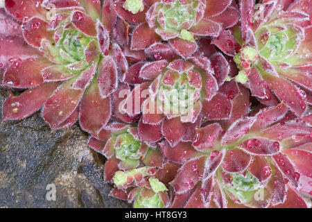 Sempervivums cresce su rockery Foto Stock