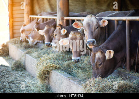 Vacche su Farm razza Bruna alpina di mangiare il fieno nella stalla delle Prealpi lombarde Foto Stock