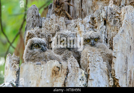 Grande cornuto Owlets (Bubo virginianus) nel loro nido, Montana Foto Stock