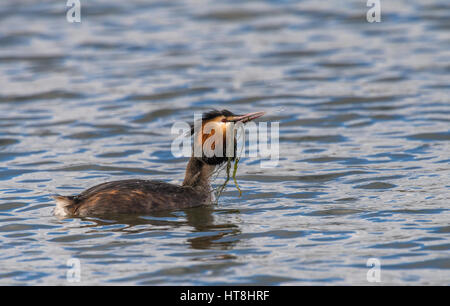 Grande adulti Crested svassi corteggiamento routine Foto Stock