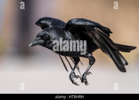 Grande black bird il Carrion Crow. Foto Stock