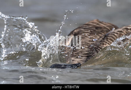 Canada Goose facendo un tuffo in un lago. Foto Stock