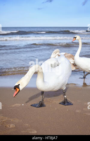 Foto di cigni su una spiaggia. Foto Stock