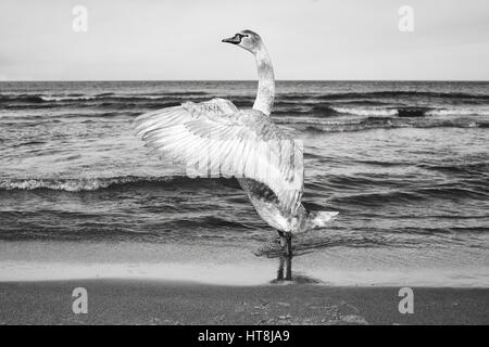 Immagine in bianco e nero di un cigno si stende le sue ali su di una spiaggia. Foto Stock