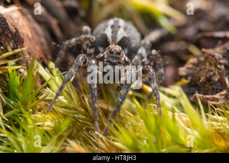 Close-up di wolf spider (Alopecosa barbipes), noto anche come la Pasqua fox spider - sulla brughiera nel Surrey, Regno Unito Foto Stock