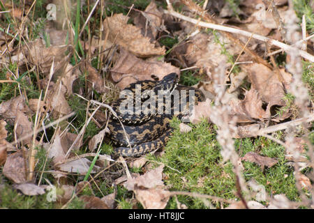 Sommatore maschio (Vipera berus) - noto anche come comune europea sommatore o comune europea viper - nel Surrey brughiera habitat Foto Stock