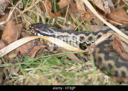 Sommatore maschio (Vipera berus) - noto anche come comune europea sommatore o comune europea viper - nel Surrey brughiera habitat Foto Stock