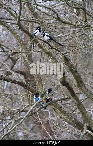 Due coppie di gazze (Pica pica) arroccato in una struttura ad albero Foto Stock