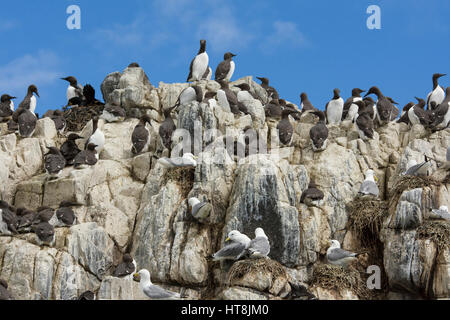 Grandi numeri di nidificazione di uccelli marini sulle rocce, estate, farne Isles, Northumberland, Regno Unito Foto Stock
