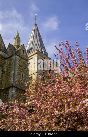 Fiore di Ciliegio albero in piena fioritura infront di Rochester Cathedral Kent. Foto Stock