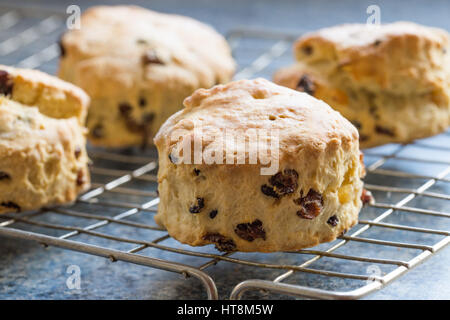 Pane appena sfornato scones sul filo di un raffreddamento per rack. Foto Stock