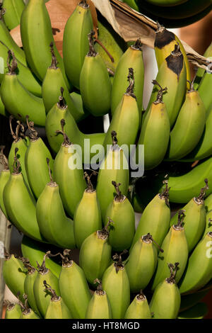 Mani di banane verdi che cresce sull'albero Foto Stock