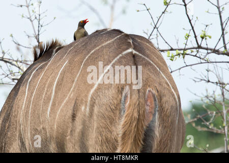 Oxpecker sittling sul retro di una femmina di kudu Foto Stock