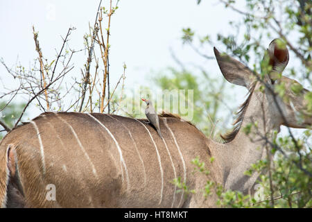 Oxpecker sittling sul retro di una femmina di kudu Foto Stock