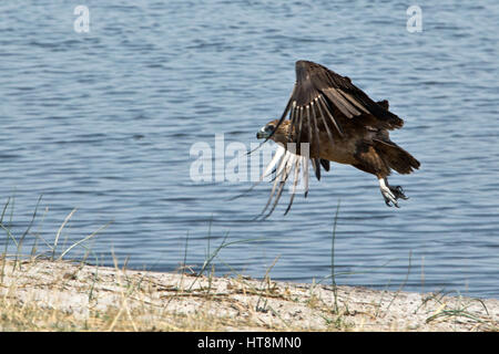 Bruno Flying Eagle su acqua in la Caprivi Strip Foto Stock