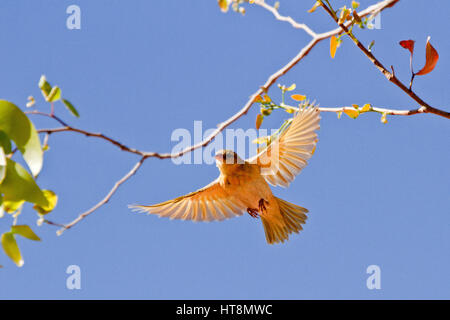 Tessitore mascherato in volo Foto Stock