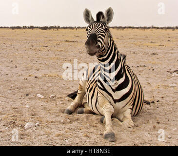 Zebra recante ma alert Foto Stock