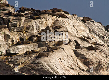 Guarnizioni crogiolarsi sulle rocce sbiancato a Diaz Point, Namibia Foto Stock