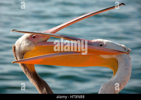 Due pellicani, bollette attraversata Foto Stock