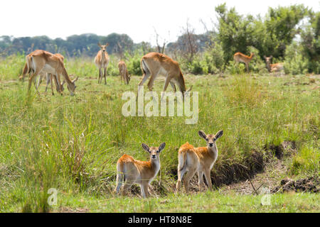 Un rosso lechwe allevamento con due giovani in primo piano Foto Stock