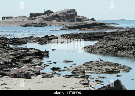 I fenicotteri e case abbandonate su Halifax Island, Diaz punto Foto Stock