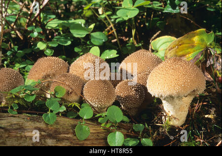 Flaschen-Stäubling, Flaschenstäubling, Flaschenbovist, Lycoperdon perlatum, Lycoperdon gemmatum, comune puffball, warted puffball, i gem-puffbal chiodati Foto Stock