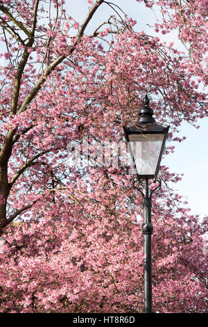 Prunus. Ciliegio fiore e via lampada ai primi di marzo. Primi segni di primavera. Kings Sutton, Northamptonshire, Regno Unito Foto Stock