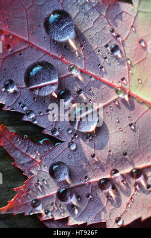 Luce riflettendo su close up di foglie di autunno con le gocce di pioggia Foto Stock