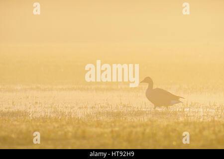 Graylag Goose (Anser anser) nella nebbia di mattina all'alba, Hesse, Germania Foto Stock