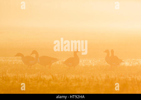 Graylag oche (Anser anser) nella nebbia di mattina all'alba, Hesse, Germania Foto Stock