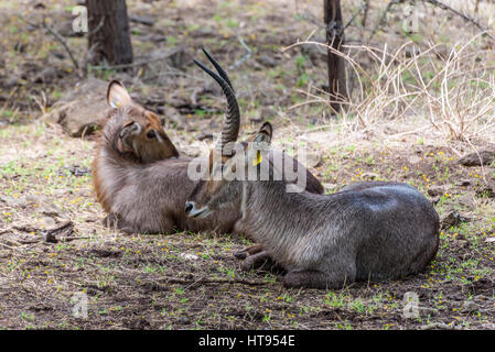 Antilope Waterbuck nella casela natura park, Mauritius Foto Stock