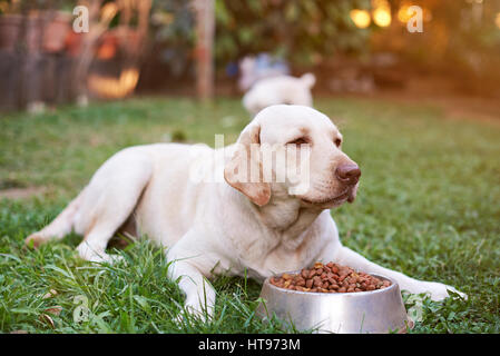 Il Labrador affamati di mangiare nel verde parco di sole sull'erba. Il Labrador mangiare dal recipiente di metallo Foto Stock