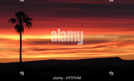 Sunrise con un unico solo Palm tree silhouette contro il rosso giallo e nero sky Foto Stock